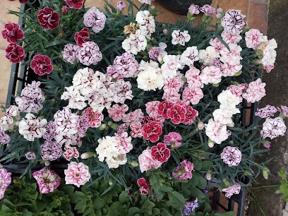 Natura Sas Di Maria Cosimina Maradea & C., Fiorista a Scalea