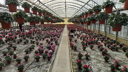 FLORICOLTURA MERCURI, Fiorista a Sabaudia