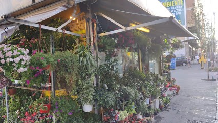 Fiori Di Sandro, Fiorista a Roma