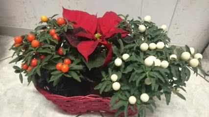 Elledì Creazioni, Fiorista a Longi