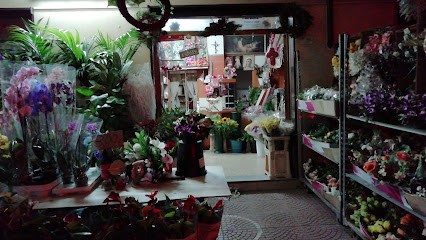 Da Maria Piante E Fioori Addobbi Lumini, Fiorista a Marcianise