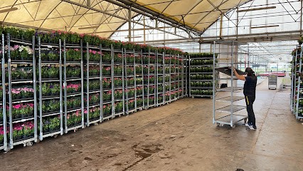 Floricoltura Michelucci, Fiorista a Viareggio