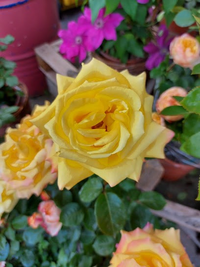 Fiorista Due Elle, Fiorista a Sesto Fiorentino