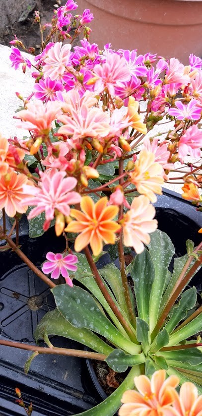 Floricoltura Iseppi Luisa, Fiorista a Polinago