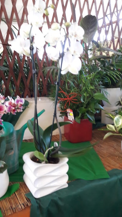 Linea Fiore S.N.C., Fiorista a Città di Castello