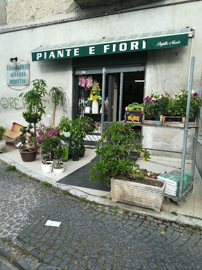 Piante e Fiori Perfetto Nicola, Fiorista a Aversa