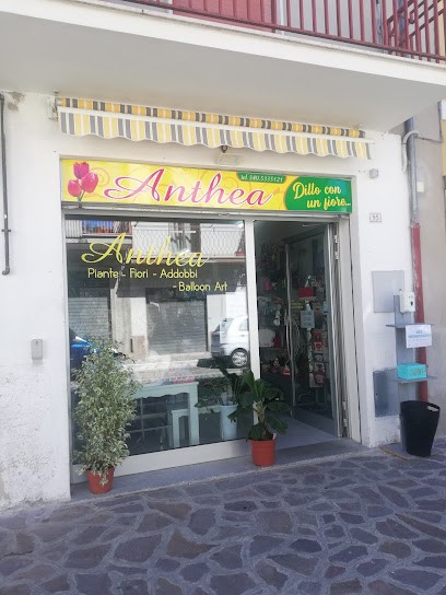 Anthea Piante fiori ballon art fioraio, Fiorista a Pratola Peligna