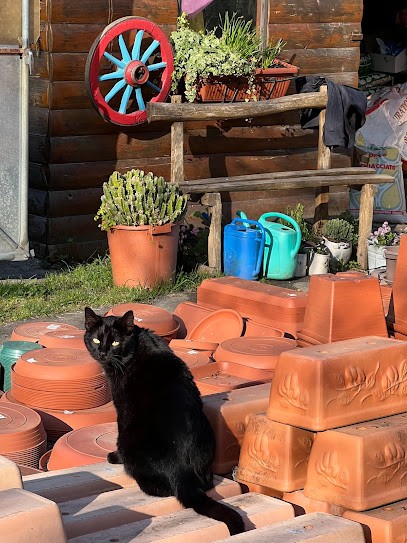 Agraria Franco Innocenti, Fiorista a San Marcello Piteglio