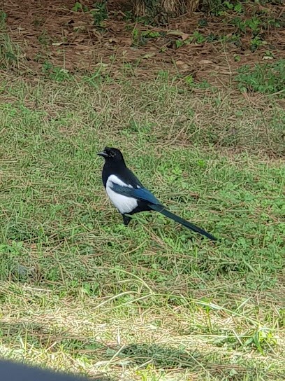 C.I.L.S. Cooperativa Sociale Per L'Inserimento, Fiorista a Cesena