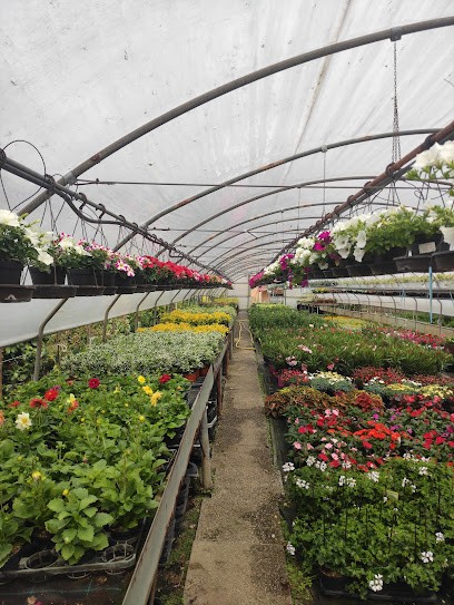 Azienda Agricola Maffi Enzo, Fiorista a Gandosso