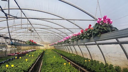 Fiori Bianchi Snc, Fiorista a Verbania