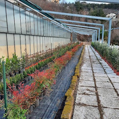 Azienda Agricola Sala Trambileno, Fiorista a Trambileno