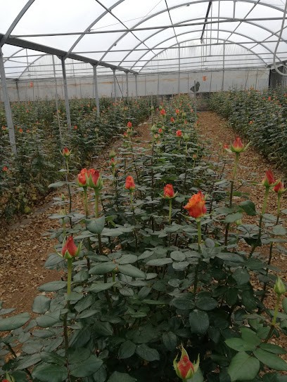 Azienda Agricola Zaza Michele, Fiorista a Molfetta