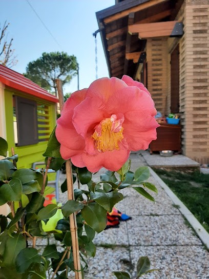 Fiori Di Paola, Fiorista a Vezzano sul Crostolo