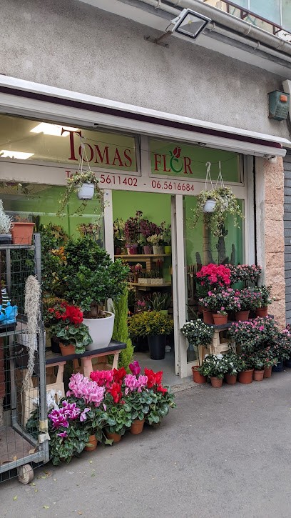 Tomas Flor Di Asoli Patrizia Roma, Fiorista a Roma