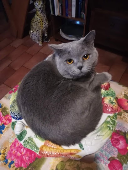 Morelli Valentina, Fiorista a Piombino