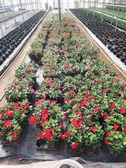 Floricoltura Reynaudo, Fiorista a Stezzano