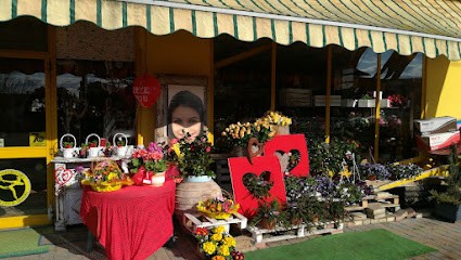 Floricoltura Barro, Fiorista a Montebelluna