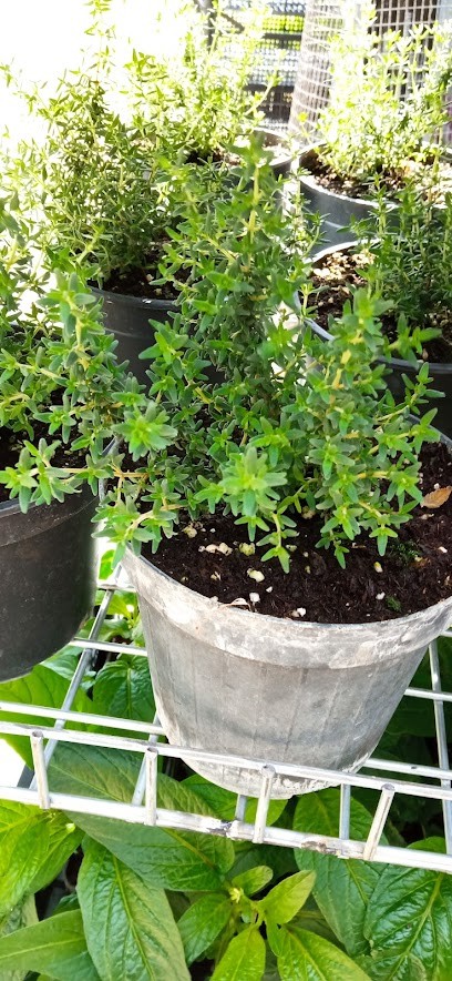 La Regina Delle Piante, Fiorista a Careri