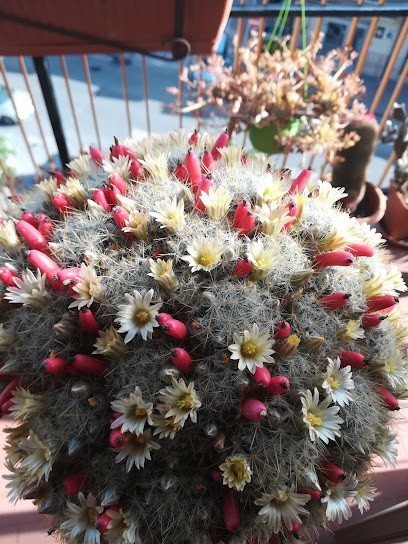 La Rosa Blu Di Grasso Gabriella, Fiorista a Tufara