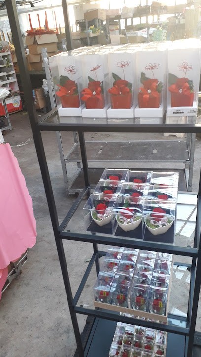 Banaudo Fabrizio, Fiorista a San Lorenzo al Mare