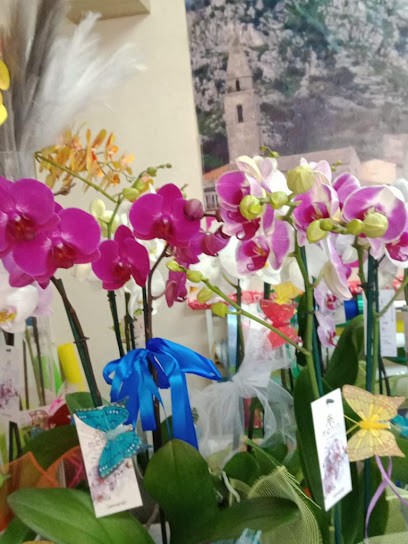 Il Giardino Di Michele, Fiorista a Montesarchio