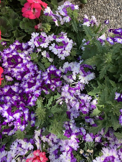 Floricoltura Di Serafin Albina, Fiorista a San Vendemiano