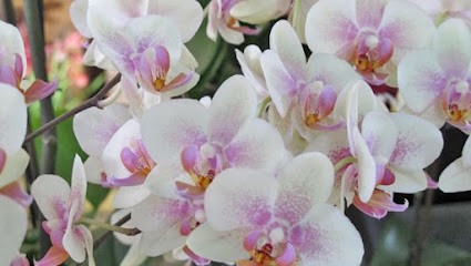 Onoranze Funebri Blidar e Grottin, Fiorista a Busalla