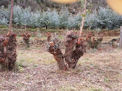 Società Agricola Mediterranee S.R.L., Fiorista a Camporosso