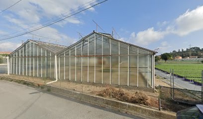 Granero Flor Sas, Fiorista a Albenga