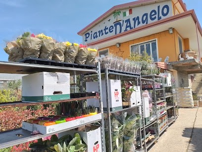Piante E Fiori Di D'angelo Pasqualino, Fiorista a Torano Castello