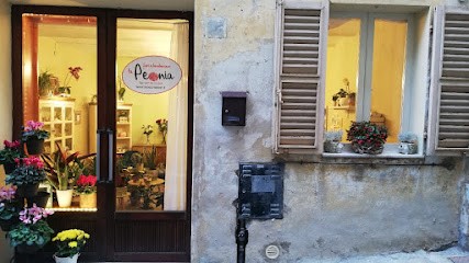 La Peonia Fiori E Bomboniere, Fiorista a Montecarotto