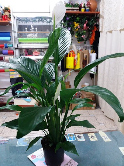 Fioreria D' Ambrosio Srl, Fiorista a Cervinara