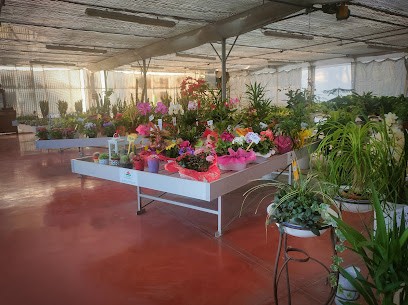 Azienda Agricola Floricola di Paparella Veronica, Fiorista a Boara Pisani