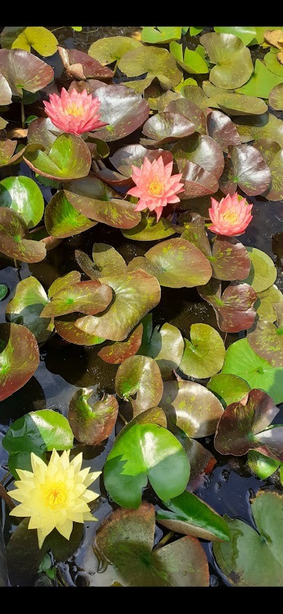 Floricoltura Ferrari Elena, Fiorista a Gorla Minore