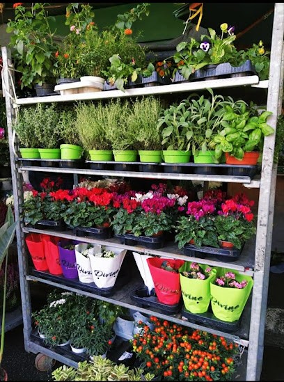 Rose Rosse Per Te Di Antonio, Fiorista a Roma