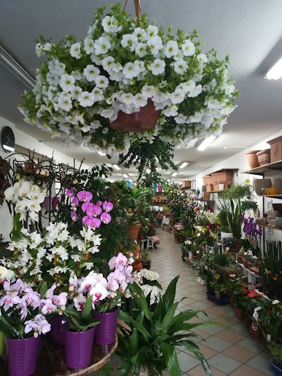 Quark Mondo Natura Di Marco Zaccheroni, Fiorista a Nuoro