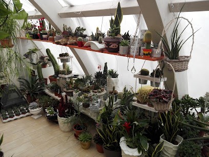 Fioreria Lucci, Fiorista a Sant'Elpidio a Mare