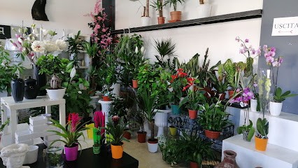 Punto Verde Officina Floreale, Fiorista a Rogliano