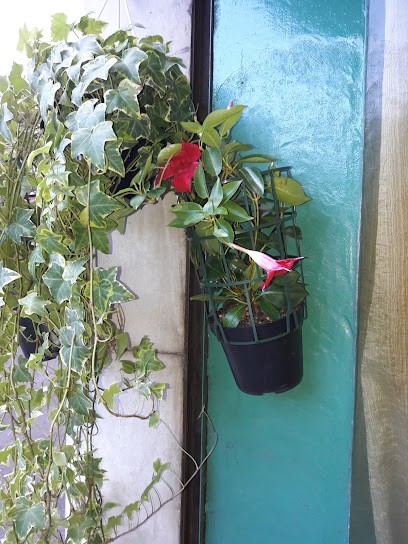 Il Glicine, Fiorista a Palazzolo sull'Oglio