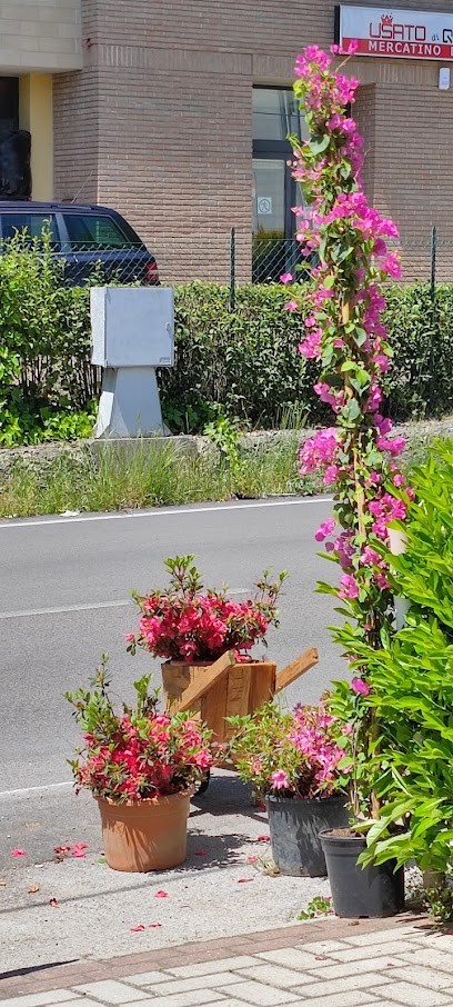Olimpo Verde, Fiorista a Potenza