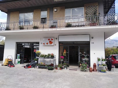 Il FIORISTA DI SACCUCCI, Fiorista a Isola del Liri