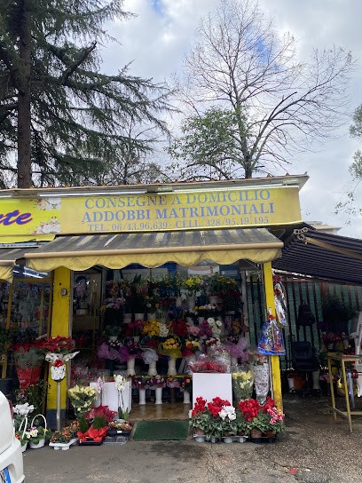 Fiori E Piante, Fiorista a Roma