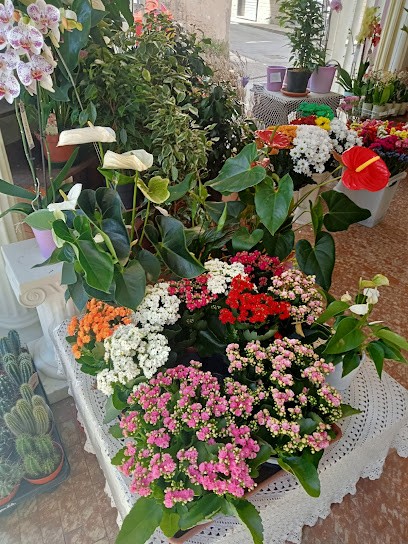 D.D.fiori E Piante Di Di Natale Donatella, Fiorista a Serravalle Scrivia