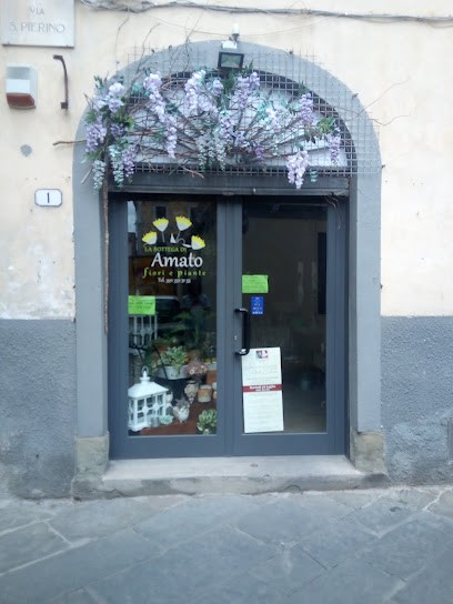 La Bottega Di Amato Fiori E Piante, Fiorista a Lucca