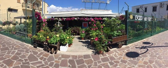 Oasi Di Circe S.N.C. Di Berti E Majoli, Fiorista a San Felice Circeo