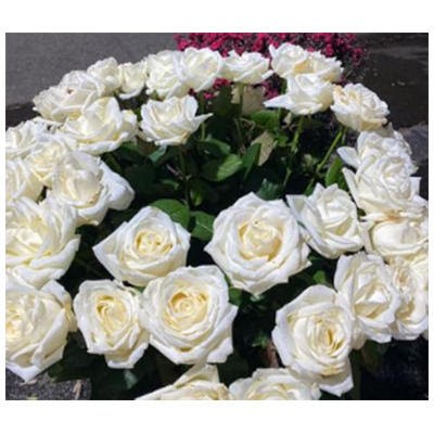 Primavera In Fiori, Fiorista a Roma