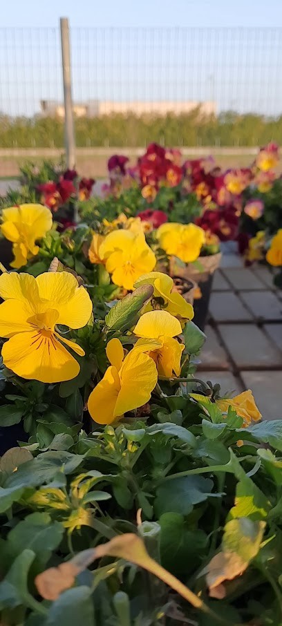 Gavioli Vittorino, Fiorista a Rio Saliceto