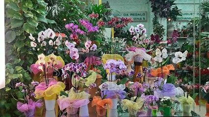 Sanavio Gina, Fiorista a Roma