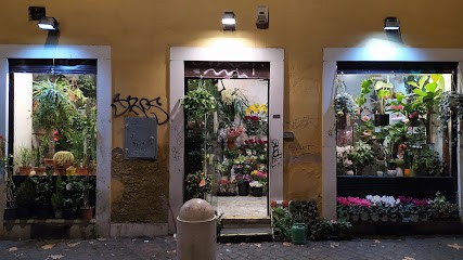 Piante E Fiori, Fiorista a Roma